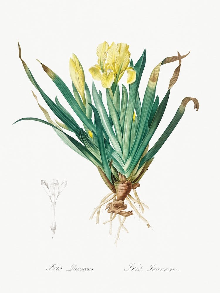 Crimean Iris Illustration From Les Liliacées, Pierre Joseph Redouté
