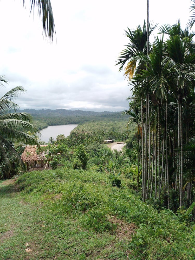 View Of A River