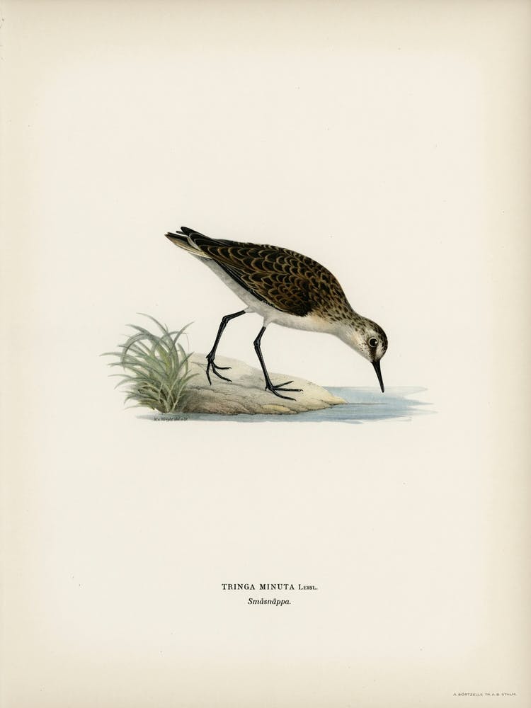 Little Stint, The Von Wright Brothers