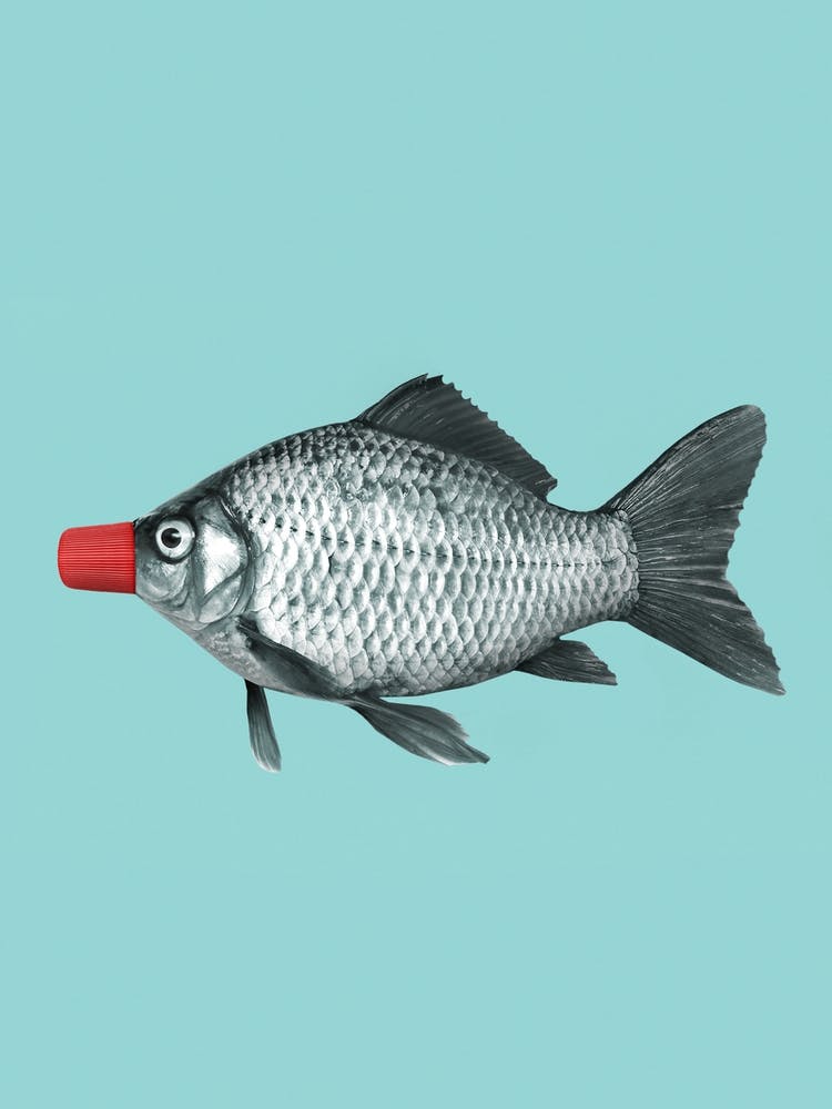 Soy Sauce Fish
