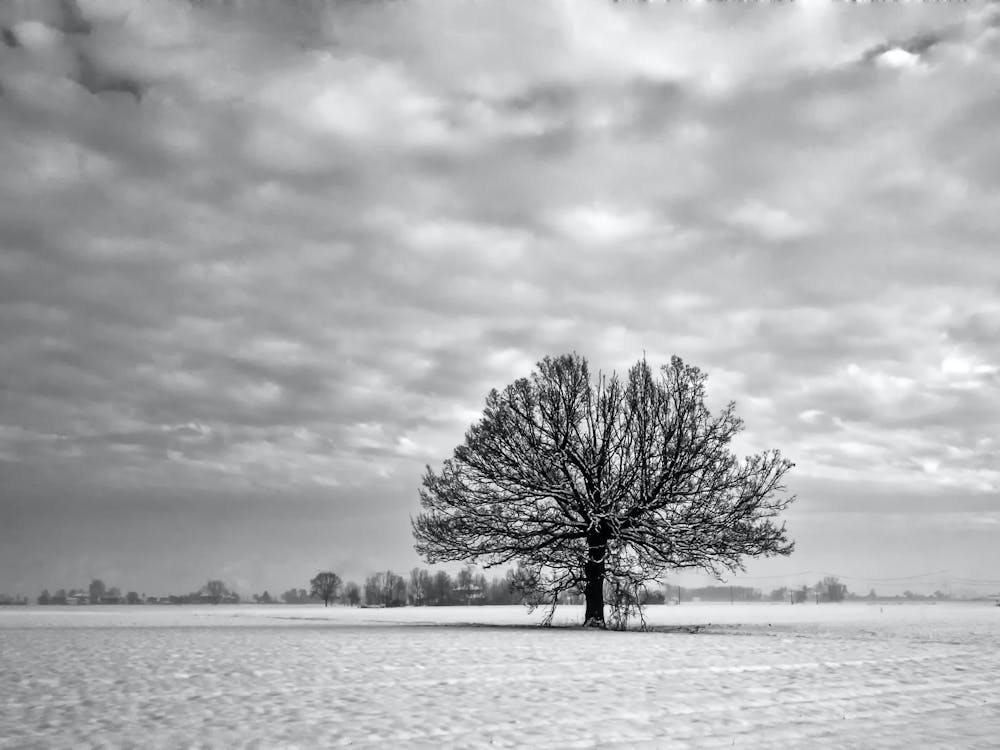 Lone Tree In The Snow 1