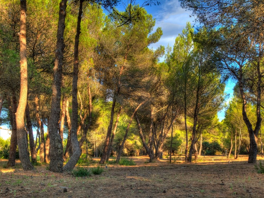 Evening Sun In The Pine Forest