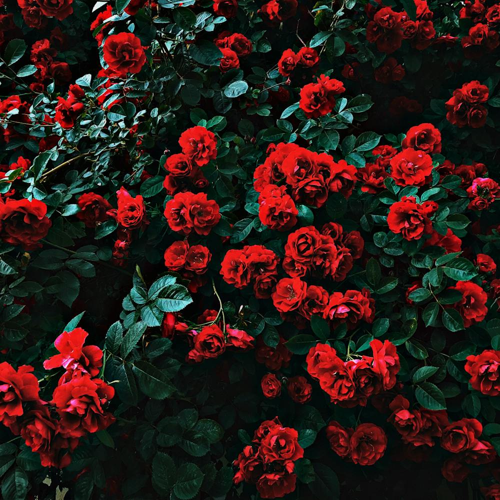 les fleurs rouges
