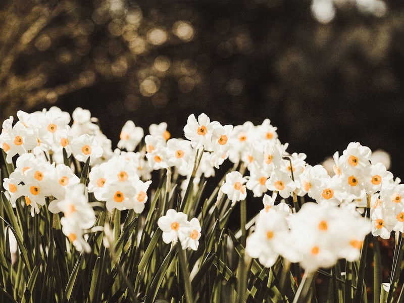 White Daffodil Flowers