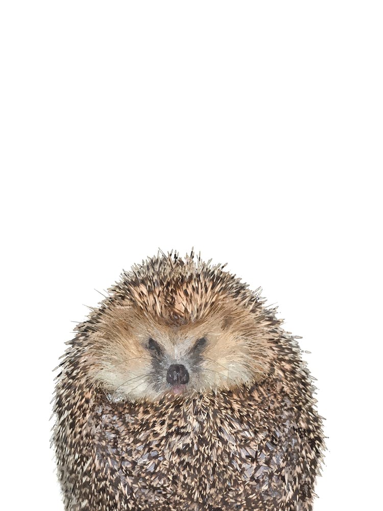 Hedgehog Watercolor