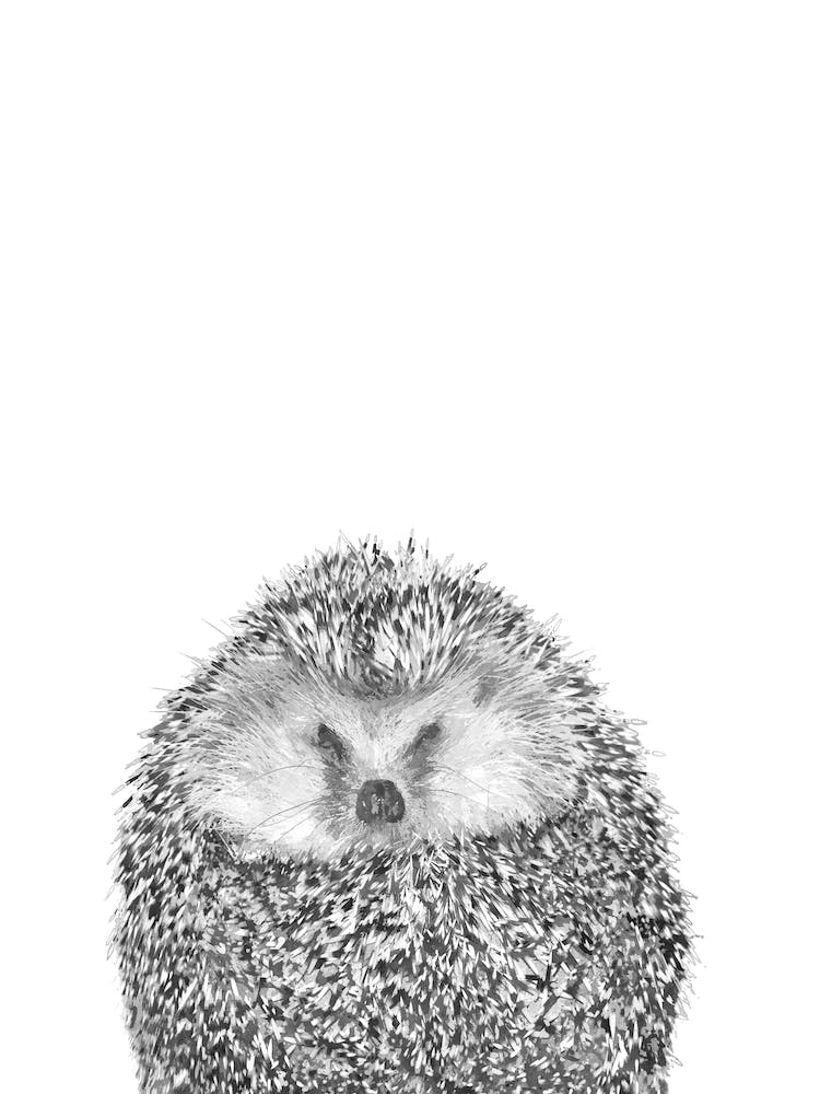 Black and White Hedgehog Illustration