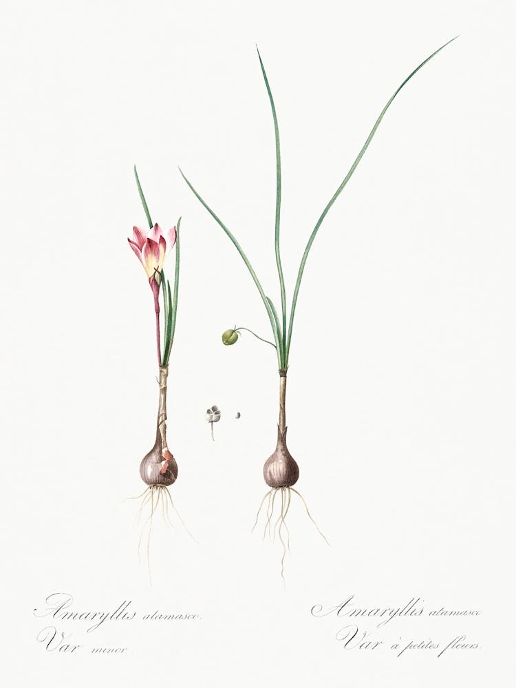 Atamasco Lily Illustration From Les Liliacées (1805), Pierre Joseph Redoute