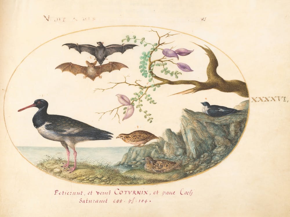 Animalia Volatilia et Amphibia (c. 1575-1580), Joris Hoefnagel (14)