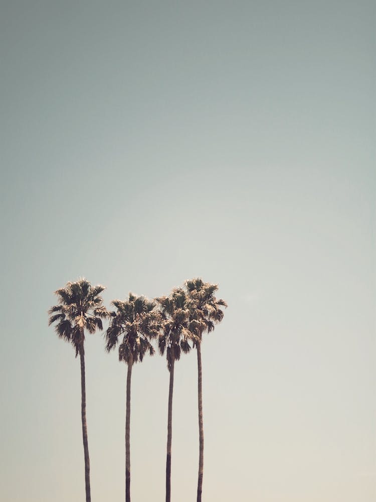 Three Palms