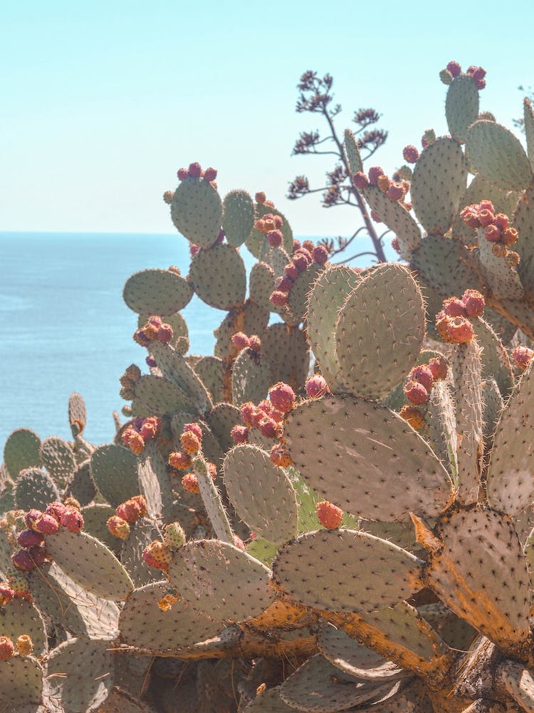 Riviera Cactus