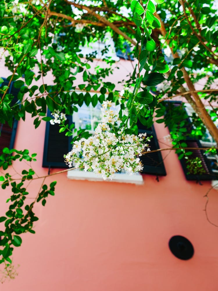 Charleston Blüten II