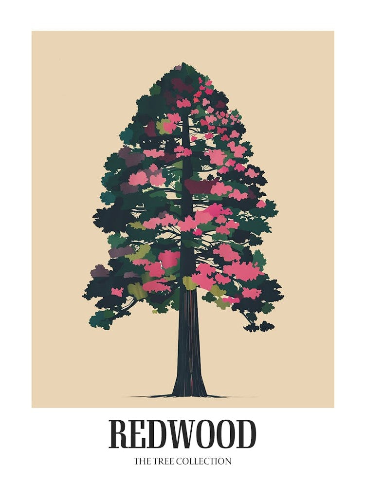Redwood Tree Colourful Illustration 1 Poster
