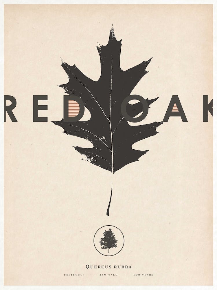 Red Oak