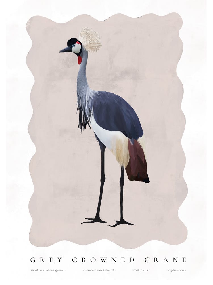 Grey Crowned Crane