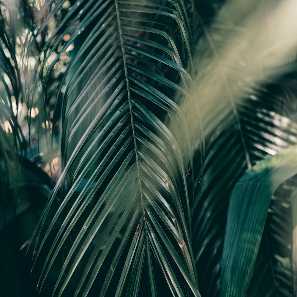 The Palm Leaves In The Shadows Portugal Square
