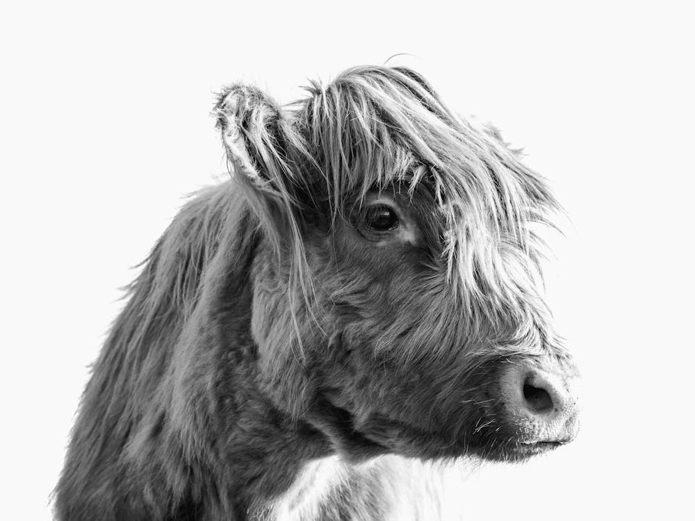 Portrait of A Highland Cattle