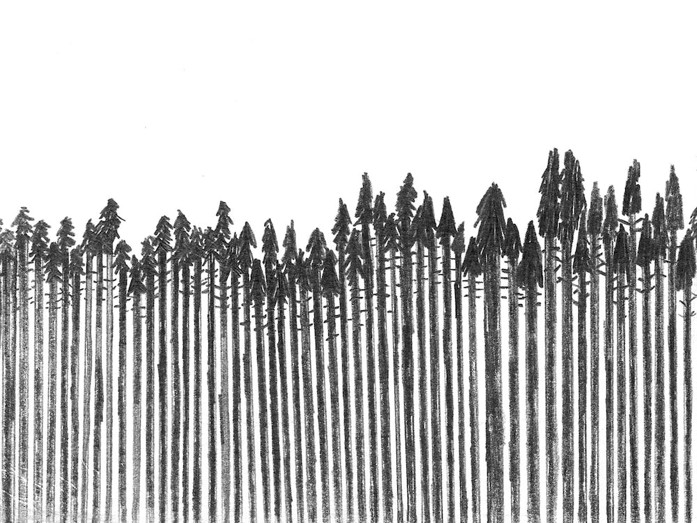Trees In South Tirol