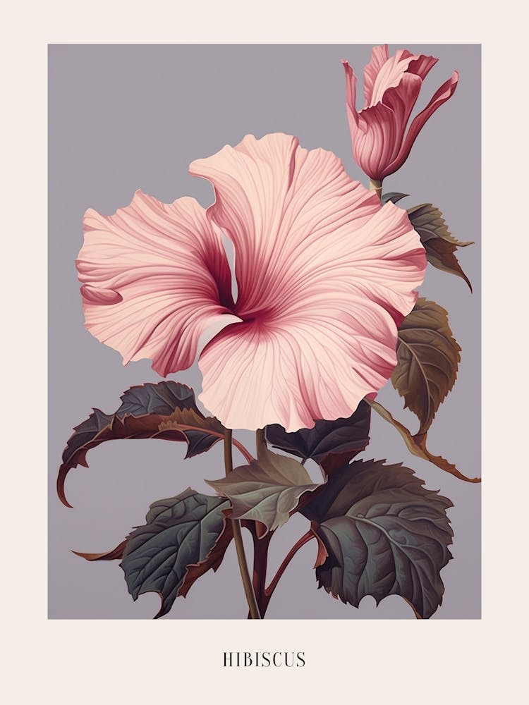 Floral Illustration Hibiscus 2 Poster