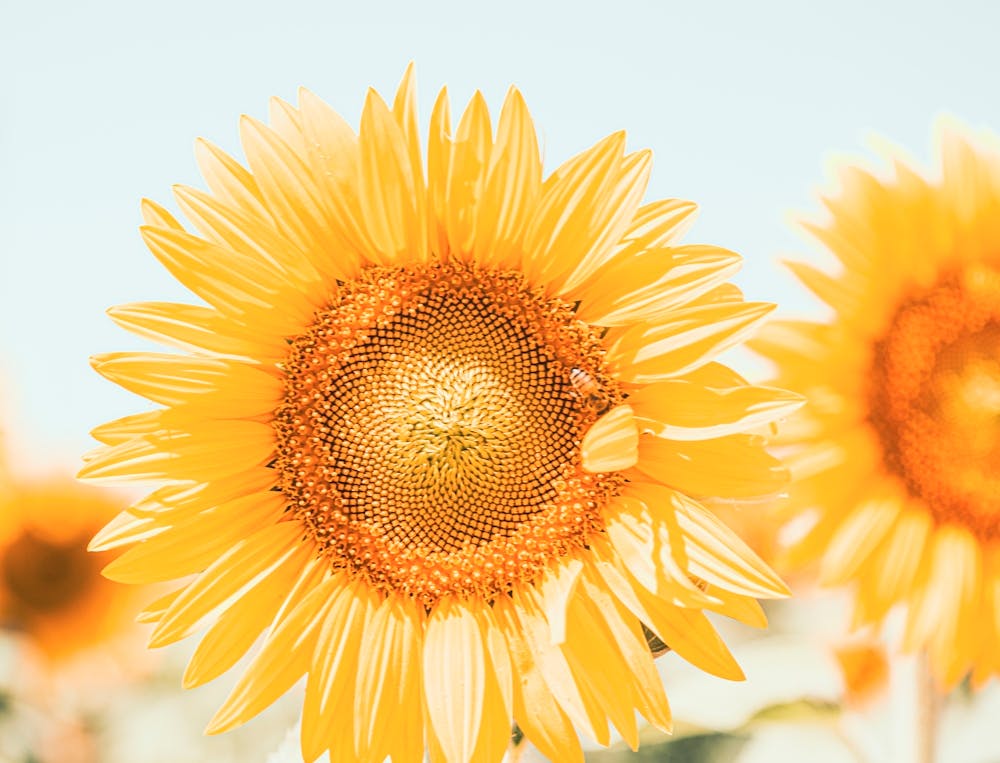 Tournesols Dans Un Champ
