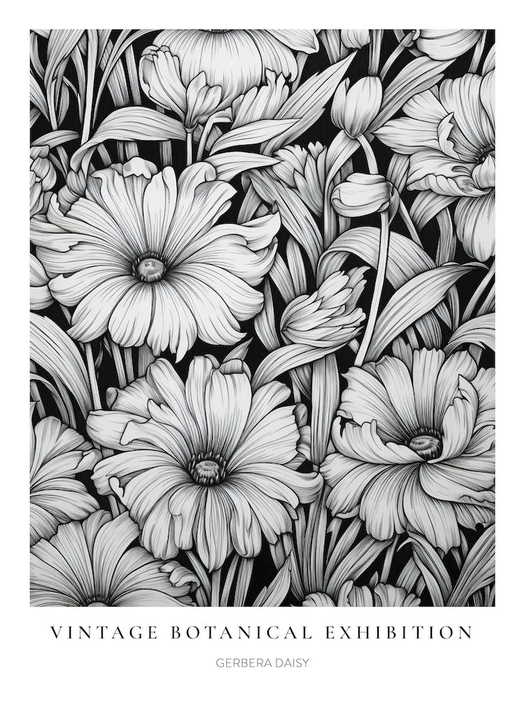 Gerbera Daisy 2 B&W Vintage Botanical Poster