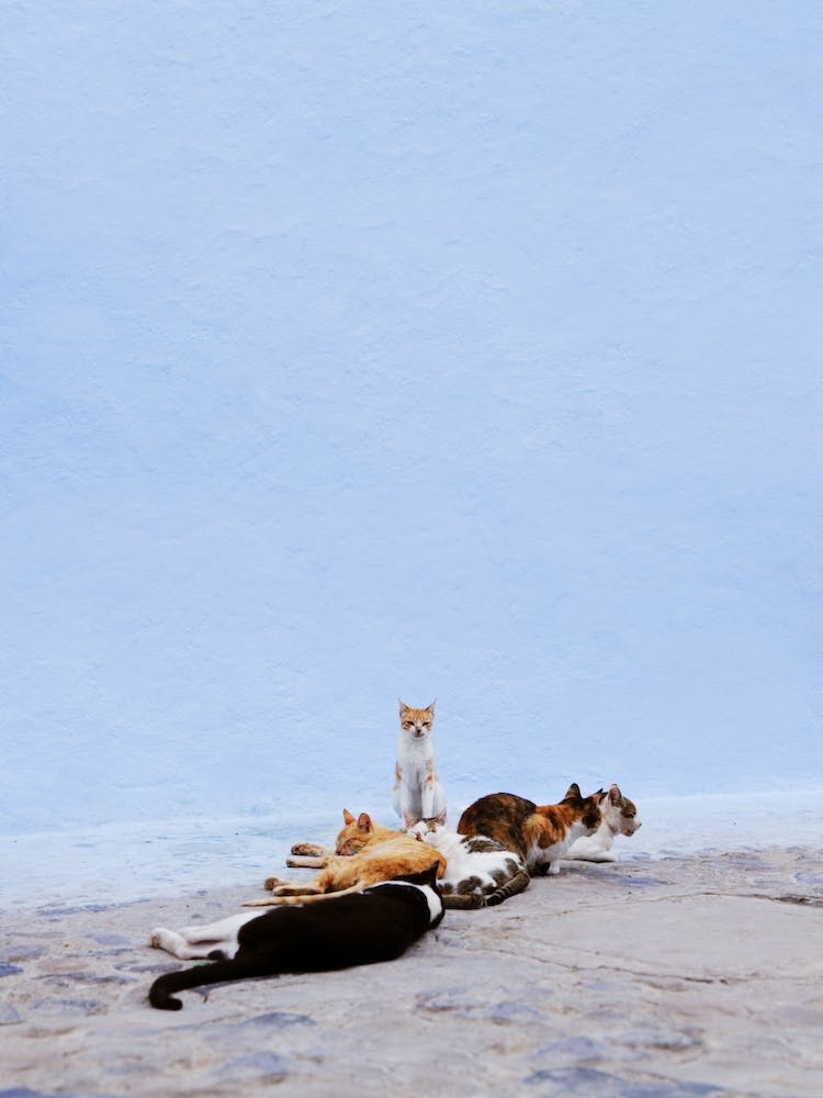 Nap Guard