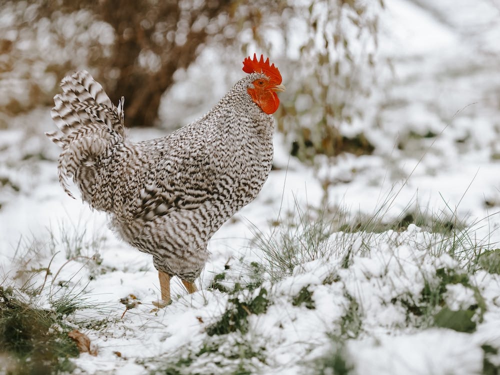 Chicken In The Snow