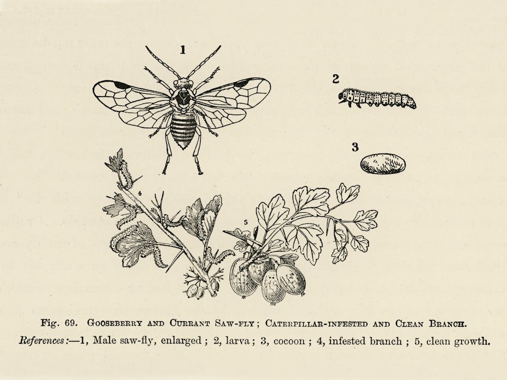 Vintage Illustration Of Caterpillar Infested, Clean Branoh, Currant Saw Fly, Gooseberry, John Wright