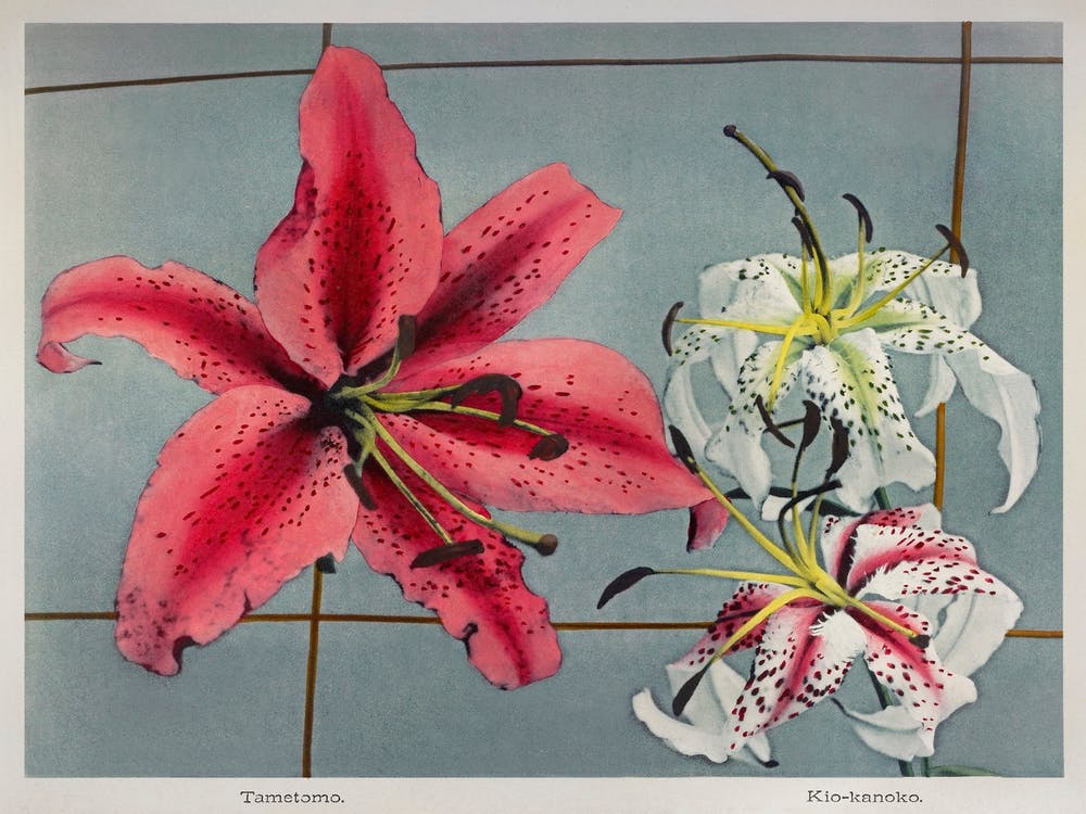 Lily, Hand Colored Collotype From Some Japanese Flowers (1899), Kazumasa Ogawa