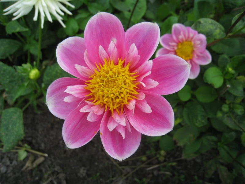 Dahlia 1