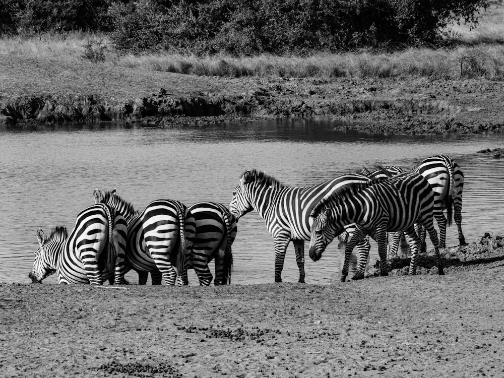 Zebras At Waterpool Black And White
