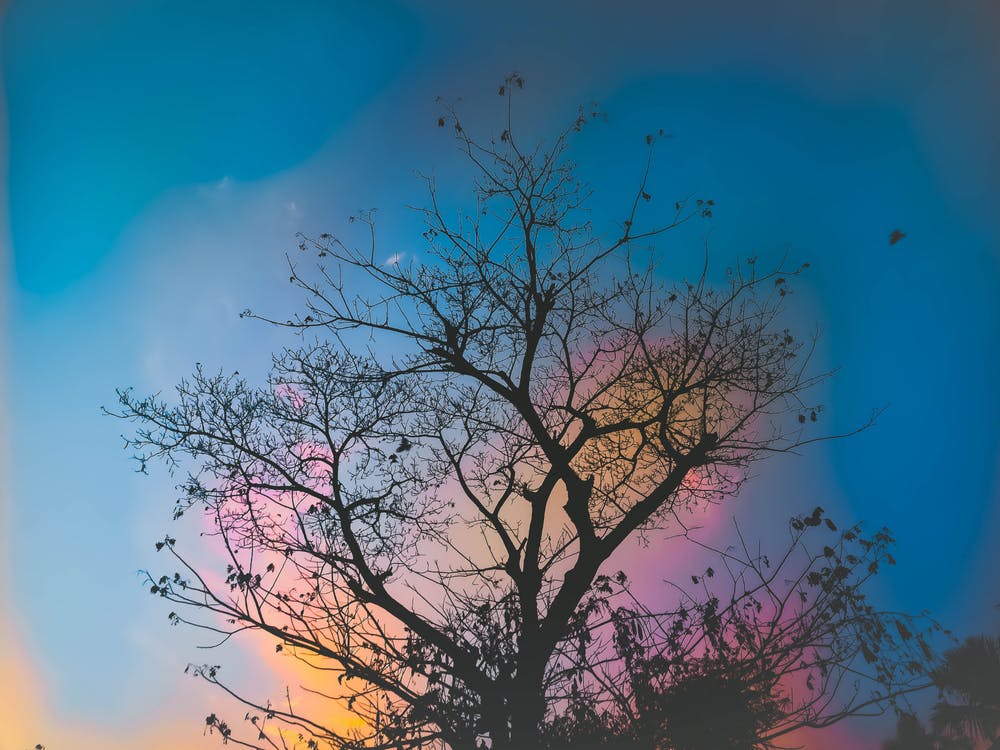 Sunset Tree 1