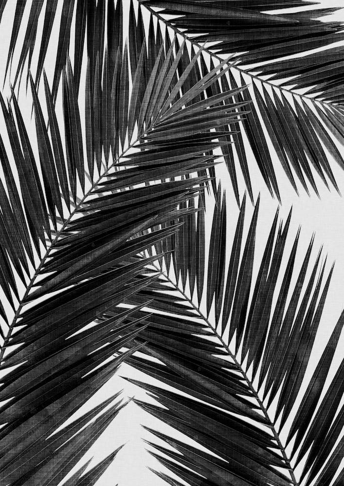 Palm Leaf Black & White III