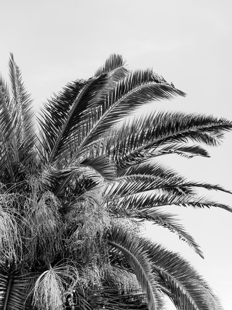 Black And White Palm Tree in Italy | Travel photography