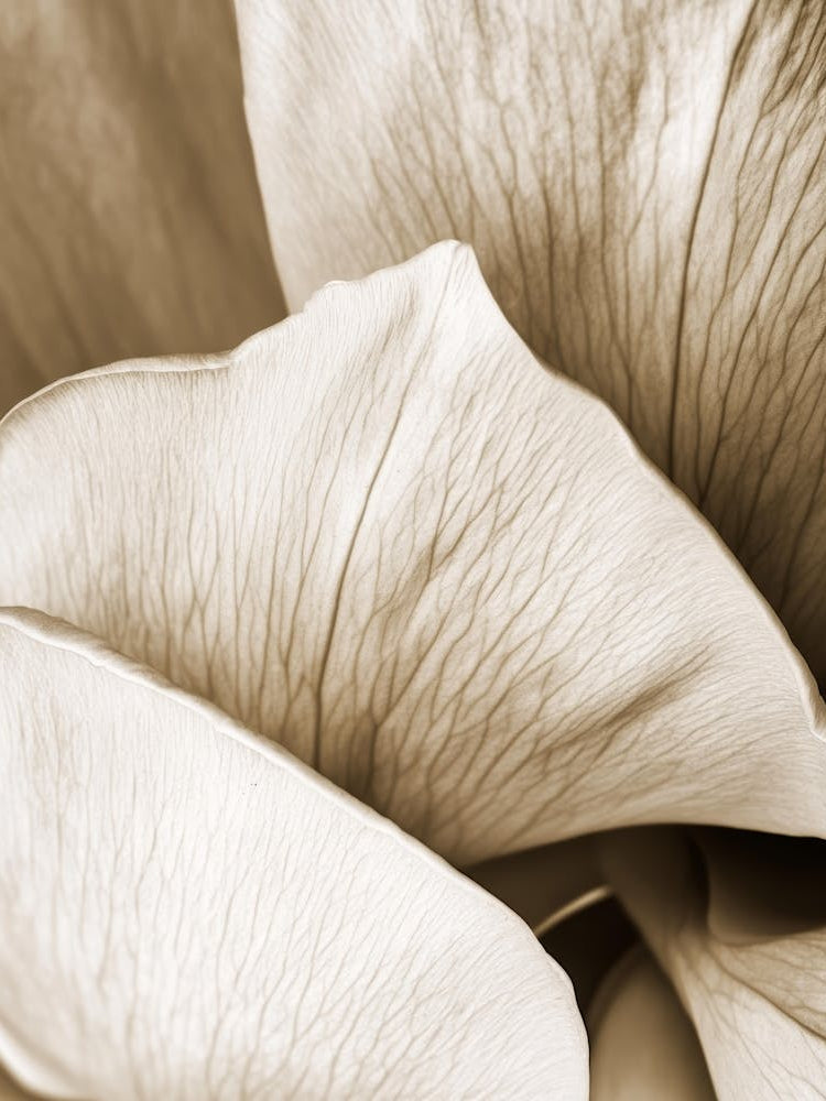 Close Up Of A Flower