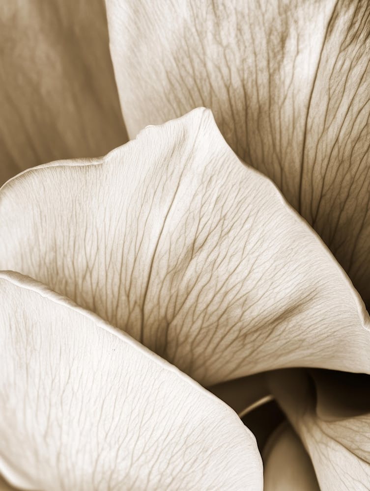 Close Up Of A Flower