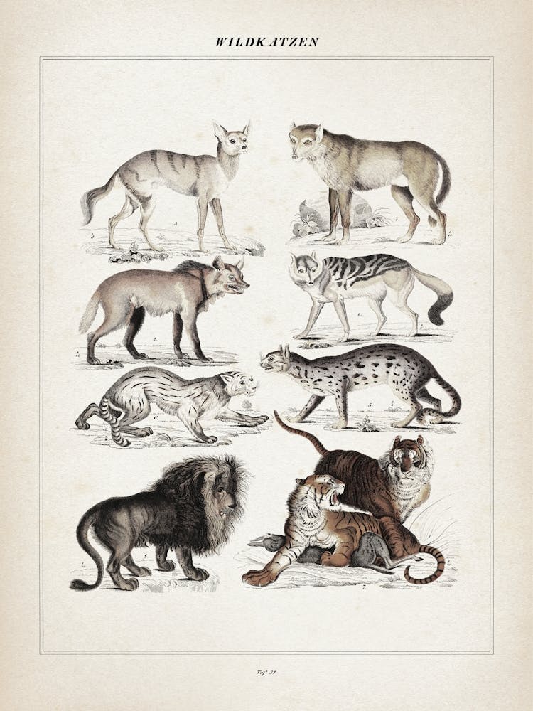 Vintage Oken 2 Wildkatzen