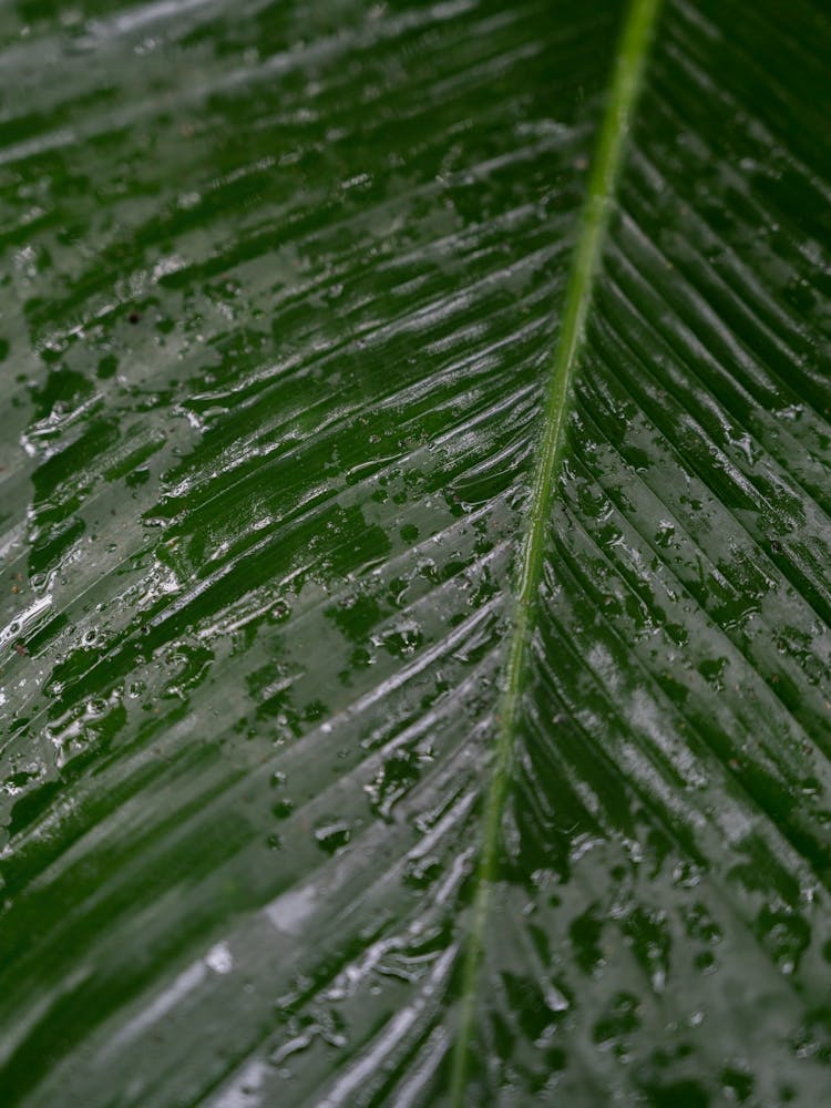 Green botanical tropical leaf with raindrops - Costa Rica summer nature and travel photography by Christa Stroo Photography.