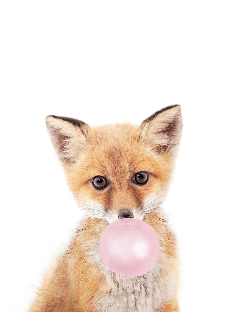 Bubble Gum Fox