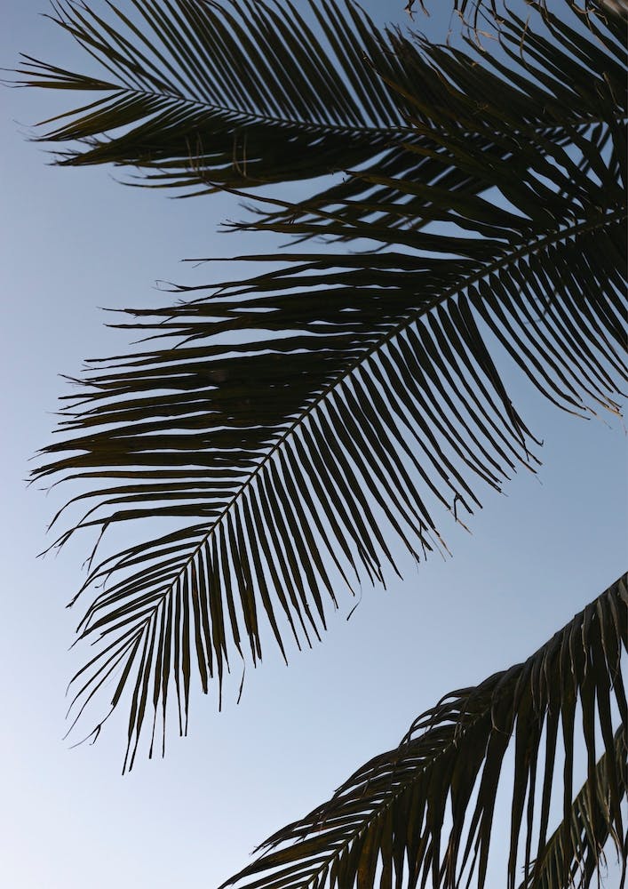 Palm Leaves On Blue Sky