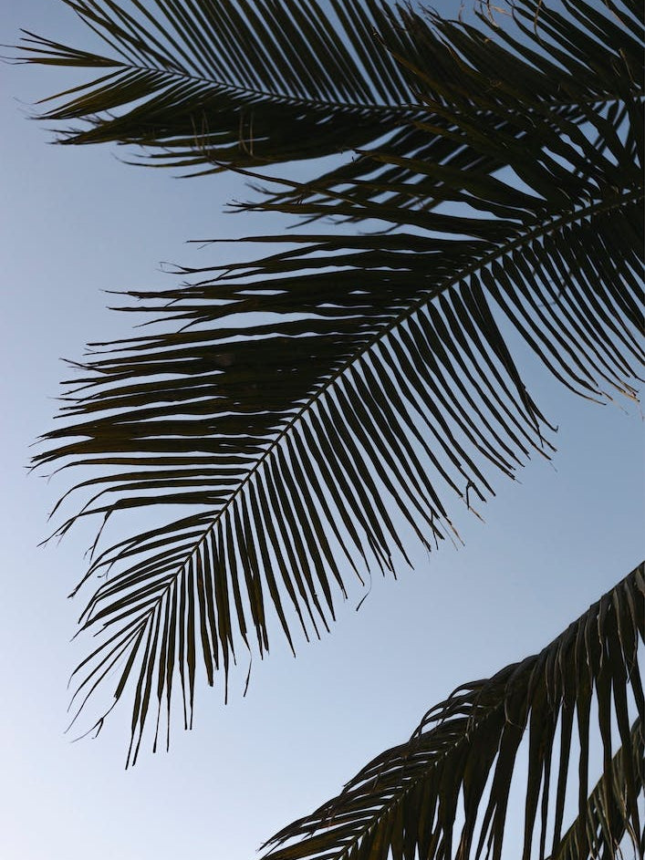 Palm Leaves On Blue Sky