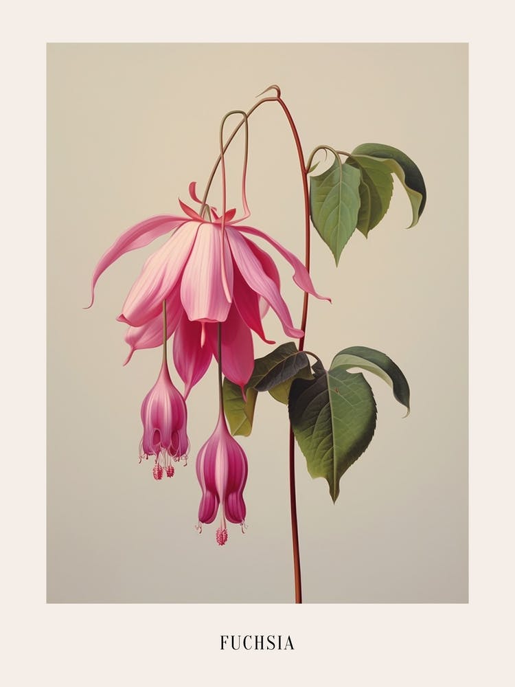 Floral Illustration Fuchsia 3 Poster