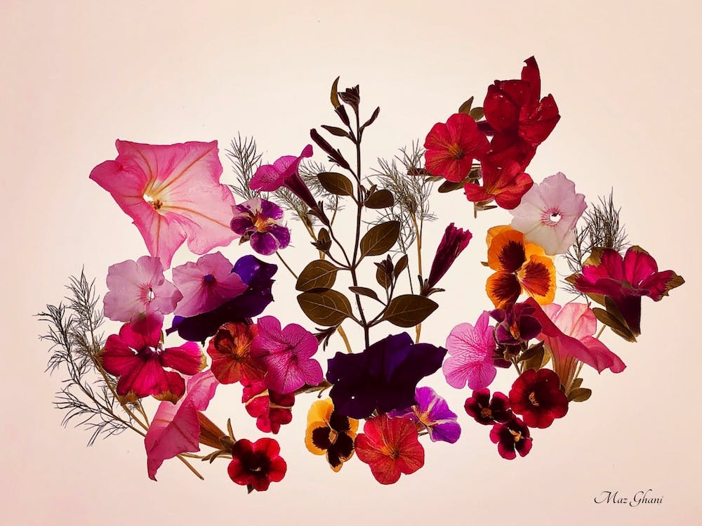 Floralis Botanical