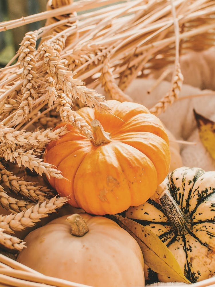 Warm Pumpkin Display