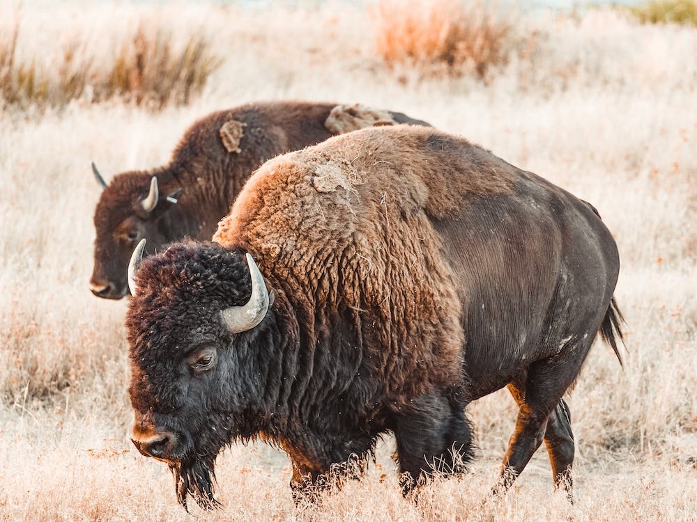 Herbstbison