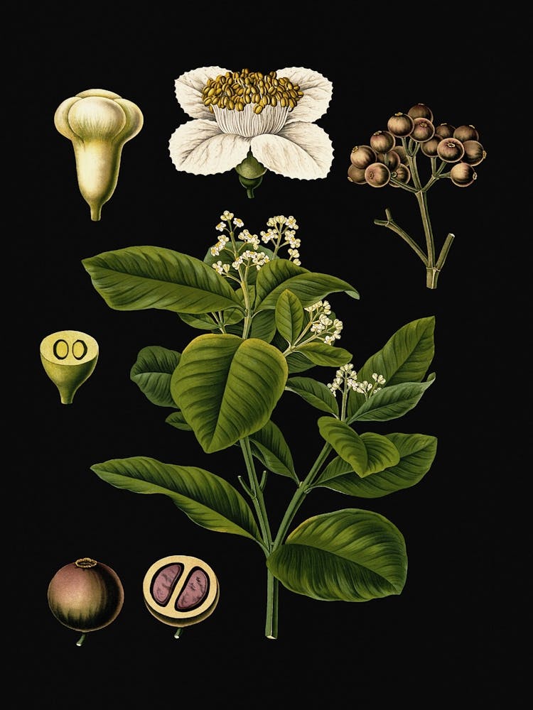 Vintage Bollmann 3 Nelkenpfeffer