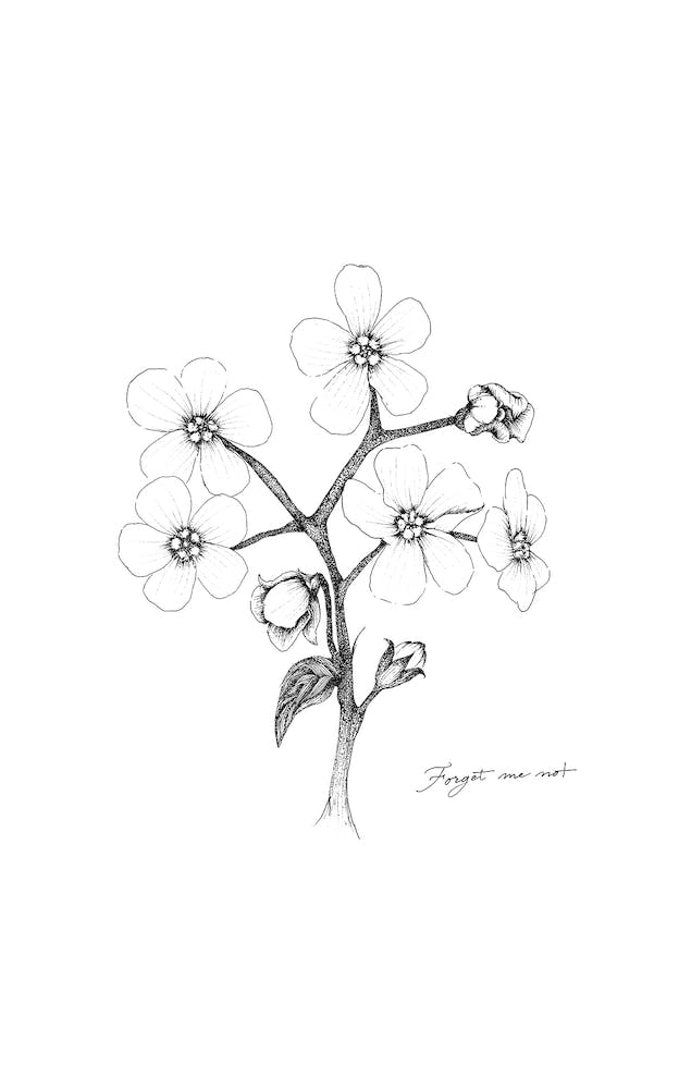 Forget Me Not