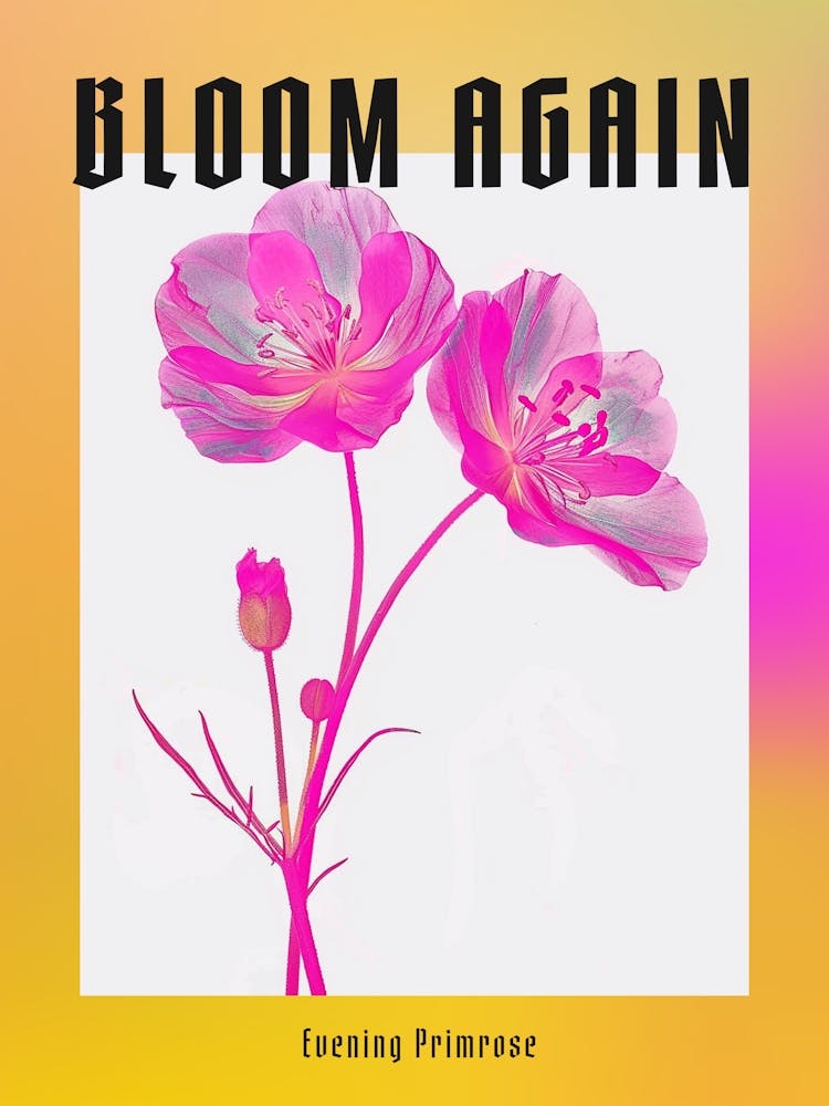 Hot Pink Evening Primrose Poster