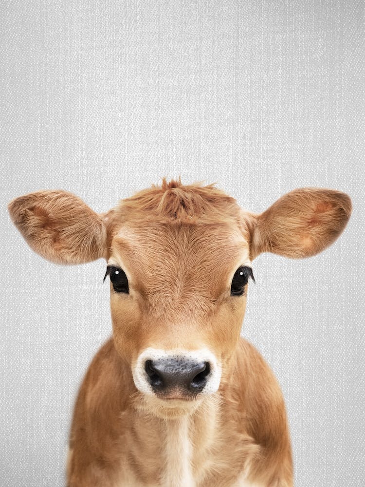 Calf 