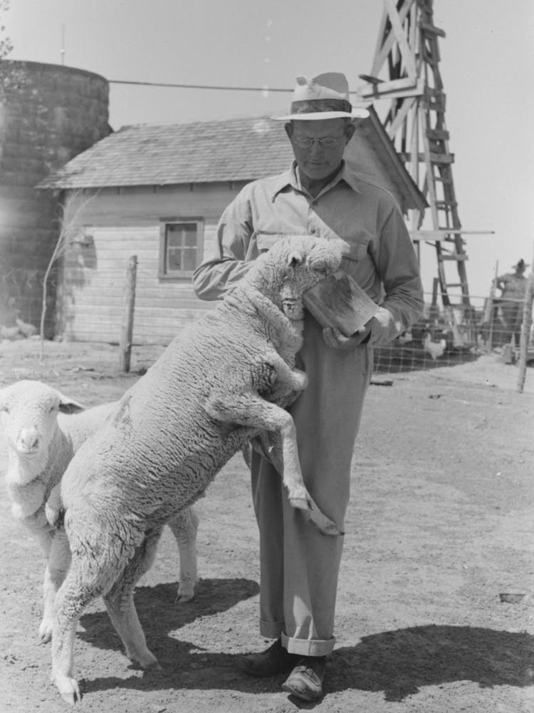 Untitled Photo, Possibly Related To Fsa (Farm Security Administration) Client Feeding Sheep Near Hoxie, Kansas By