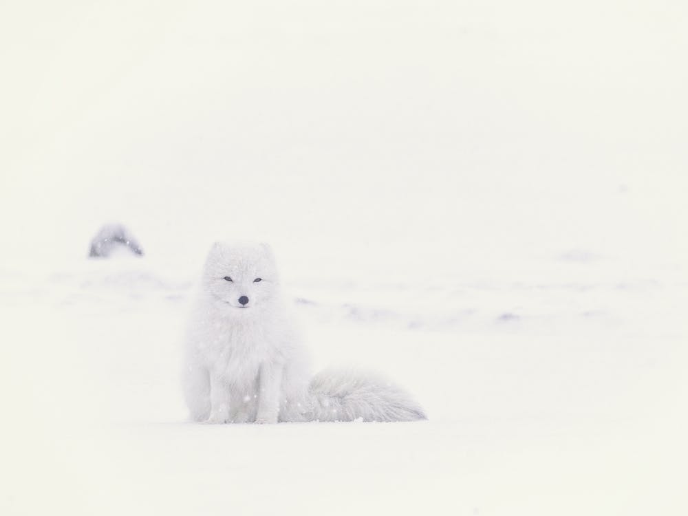 White Arctic Fox Snowy Landscape